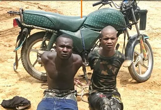 Troops Recover Rustled Livestock, Arrest Suspected Bandits, Restore Order In Kaduna Operations