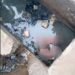 Tragedy: Lifeless Bodies Of Newborn Twins Found In Anambra Drainage
