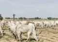NSCDC foils kidnap, Cattle rustling attempt in Kano