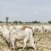 NSCDC foils kidnap, Cattle rustling attempt in Kano
