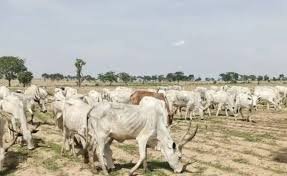 NSCDC foils kidnap, Cattle rustling attempt in Kano