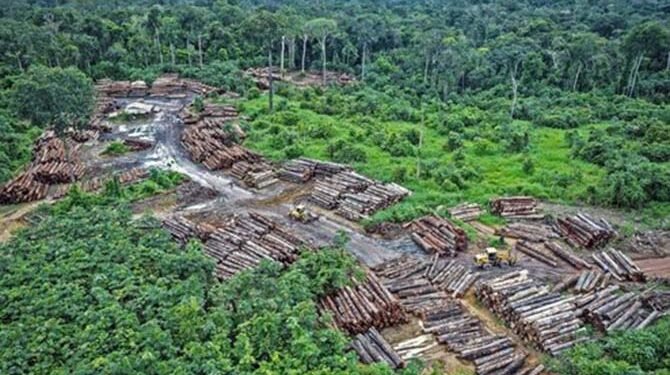 Cross River State Forestry Commission Cracks Down On Illegal Logging, Mining As Forest Reserves Face Rising Threats