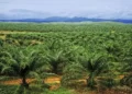 Environmental Restoration: Bayelsa Women Plant 7,750 Raffia Palms in Oloibiri Forest