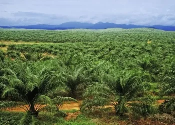 Environmental Restoration: Bayelsa Women Plant 7,750 Raffia Palms in Oloibiri Forest