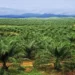 Environmental Restoration: Bayelsa Women Plant 7,750 Raffia Palms in Oloibiri Forest