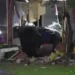 Tesla Viral Crash in Texas: Company Says Driver Overrode Self-Driving System Before Fatal Model 3 Collision