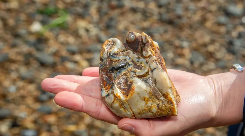 11-Year-Old Boy Discovers 1.8m-Year-Old Elephant Tooth On English Beach