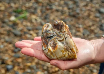 11-Year-Old Boy Discovers 1.8m-Year-Old Elephant Tooth On English Beach