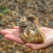 11-Year-Old Boy Discovers 1.8m-Year-Old Elephant Tooth On English Beach