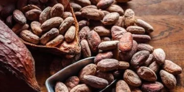 Ban On Raw Cocoa Export: Tinubu Unveils Plan To Process Product Locally, End Chocolate Imports