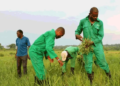 All Farmers Association Of Nigeria Laments Exclusion Of Rivers Farmers From FG Input Distribution