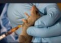 NCDC Lassa fever deaths