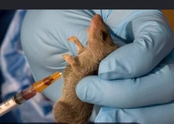 NCDC Lassa fever deaths