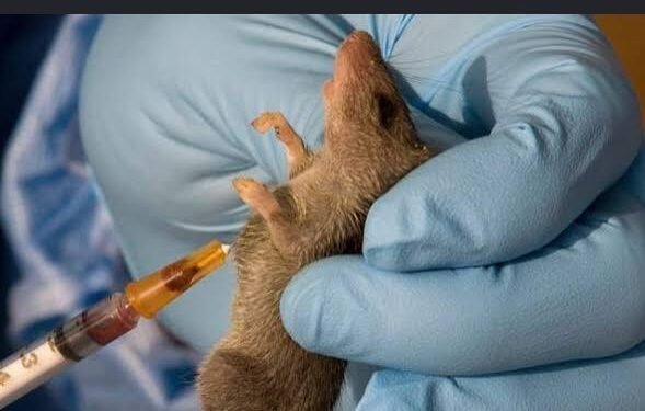 NCDC Lassa fever deaths