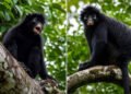 New Monkey Species Discovered in DR Congo: Scientists Identify Rare Orange-Lipped Primate After Years of Research