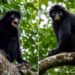 New Monkey Species Discovered in DR Congo: Scientists Identify Rare Orange-Lipped Primate After Years of Research