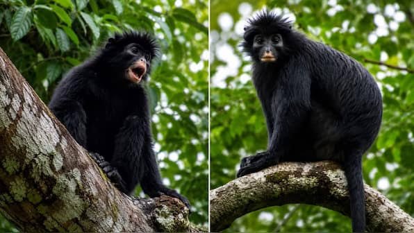 New Monkey Species Discovered in DR Congo: Scientists Identify Rare Orange-Lipped Primate After Years of Research