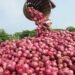 Ghana onion dispute