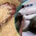 Nigeria staple food shortages