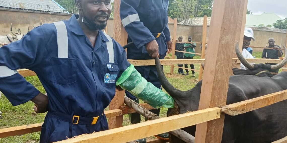 Taraba Introduces Artificial Insemination to Boost Cattle Production, Farmers’ Income