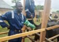 Taraba Introduces Artificial Insemination to Boost Cattle Production, Farmers’ Income