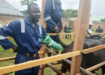 Taraba Introduces Artificial Insemination to Boost Cattle Production, Farmers’ Income