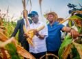 Edo Begins Harvesting Over 500 Hectares Of Maize At Udomi Farm In Esan Central LG