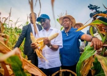 Edo Begins Harvesting Over 500 Hectares Of Maize At Udomi Farm In Esan Central LG