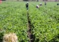 Delta Targets 1000 Youths for Agriculture Programme to Create Wealth, Boost Crop Exports