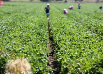 Delta Targets 1000 Youths for Agriculture Programme to Create Wealth, Boost Crop Exports