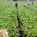 Delta Targets 1000 Youths for Agriculture Programme to Create Wealth, Boost Crop Exports