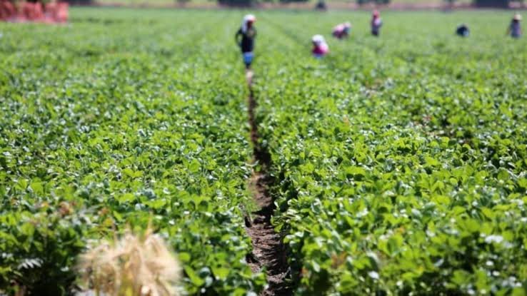 Delta Targets 1000 Youths for Agriculture Programme to Create Wealth, Boost Crop Exports