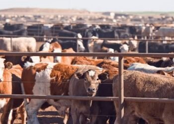 Nigeria livestock control post