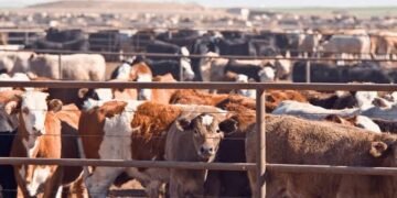 Nigeria livestock control post