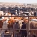 Nigeria livestock control post