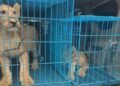 Customs Intercepts Trafficked Lion Cubs