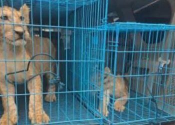 Customs Intercepts Trafficked Lion Cubs