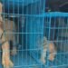 Customs Intercepts Trafficked Lion Cubs