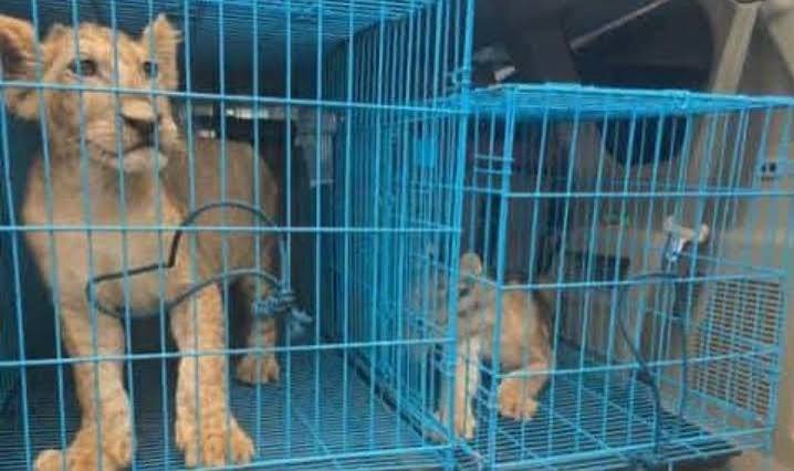 Customs Intercepts Trafficked Lion Cubs
