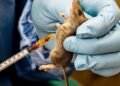 Akwa-Ibom Lassa fever prevention