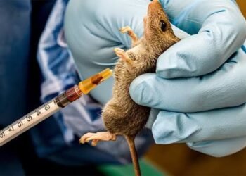Akwa-Ibom Lassa fever prevention