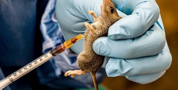 Akwa-Ibom Lassa fever prevention