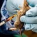 Akwa-Ibom Lassa fever prevention