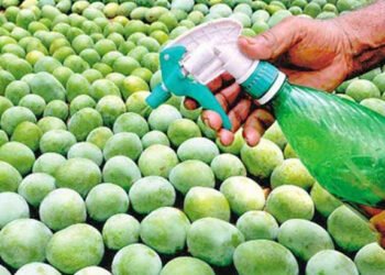 Specialist Warns Against Chemical Fruit Ripening in Nigeria