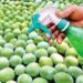 Specialist Warns Against Chemical Fruit Ripening in Nigeria