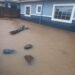 Makurdi Flood: Torrential Rain Leaves Families Homeless, Submerges Homes, Property