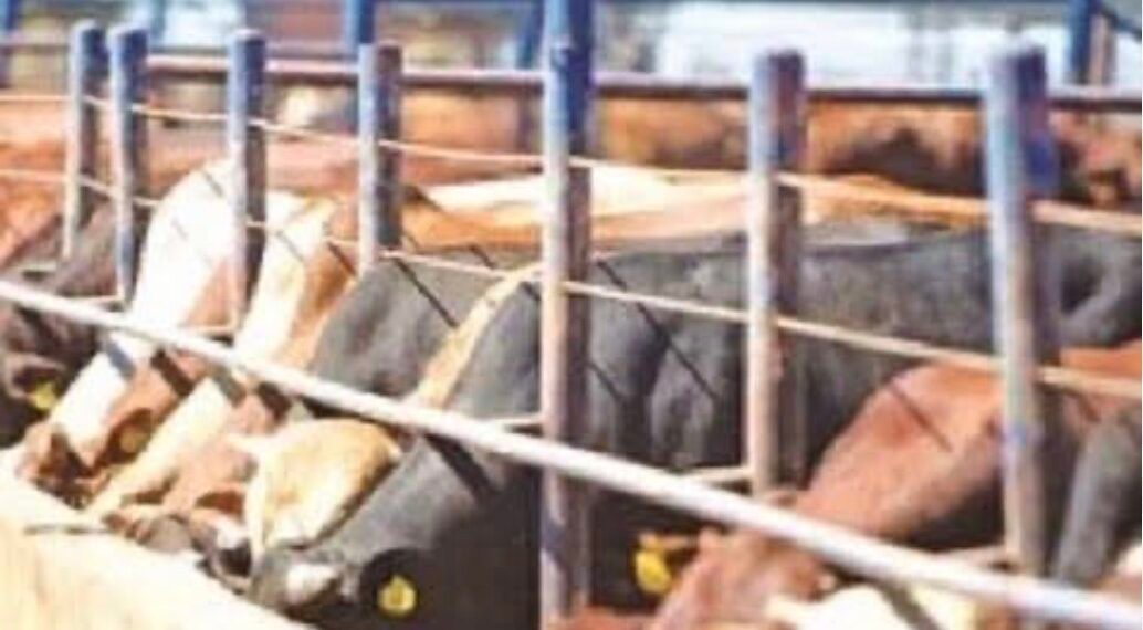 FG Picks 5 States, FCT For Pilot National Ranching Programme