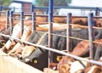 FG Picks 5 States, FCT For Pilot National Ranching Programme
