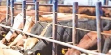 FG Picks 5 States, FCT For Pilot National Ranching Programme