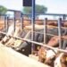 FG Picks 5 States, FCT For Pilot National Ranching Programme